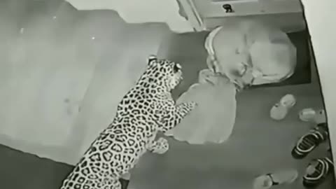 Leopard Breaks in and Attacks Dog