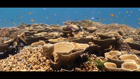 Scuba Diving ANDAMAN SEA - Thailand- BLUE PARADISES