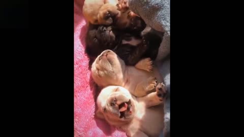 Baby Pets 💗 Cute & Funny Animals Video Compilation 💗