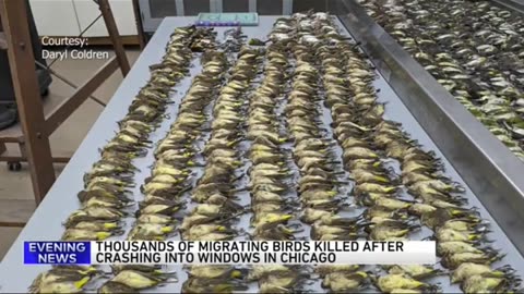 MASSIVE BIRD DIE OFF IN CHI-RAQ