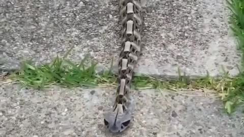 Silent but deadly. A Gaboon viper crawling around like a caterpillar