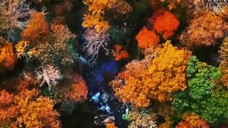 Aerial Footage of Forest Trees During Autumn #shorts