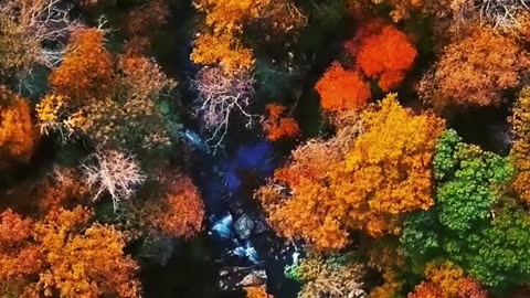 Aerial Footage of Forest Trees During Autumn #shorts