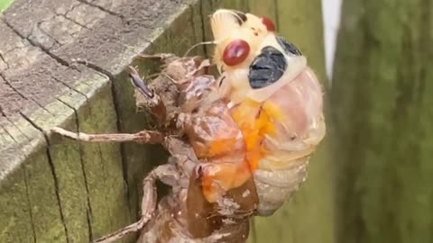 Cicada Molts its Exoskeleton on Emerging Above the Ground After Years