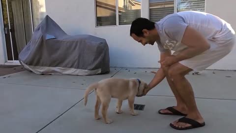 Labrador puppy training and performing training performance || puppy showing all training skill ||