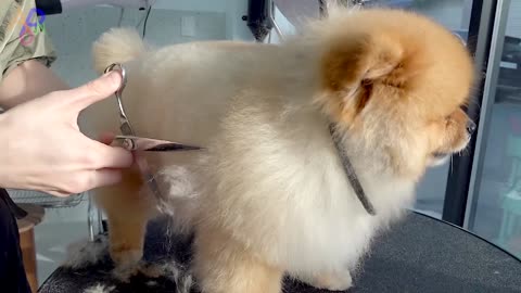 Process of Furry Puppy Becoming Teddy Bear. Korean Dog Beautician