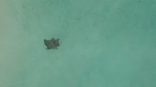 Eagle Rays Viewed From Above