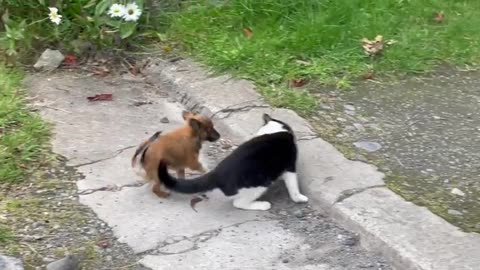 Cat Magpie & puppy Java have a game of tag & puppy zoomies