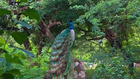 Indian peacock