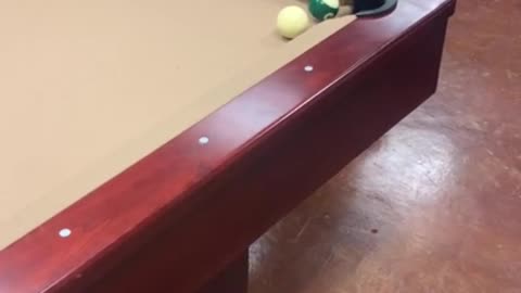 Dog pulls off very impressive billiard rail shot (Dogs & Puppies)