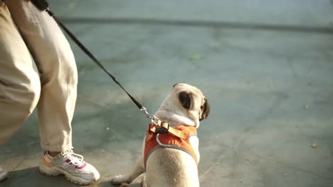 Woman fastens a collar on her beige pug dog with a leash outdoors, puppy patiently waiting