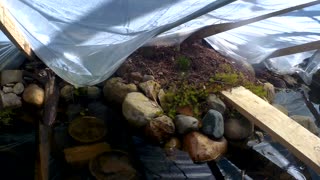 koi and goldfish pond 200309 - under the tent