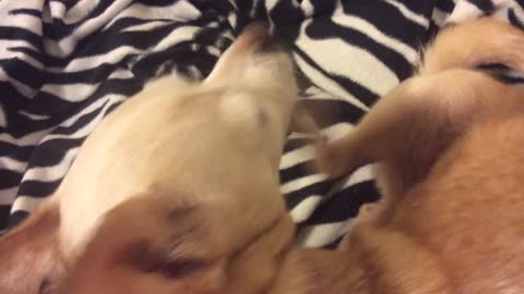 Itching Chihuahua