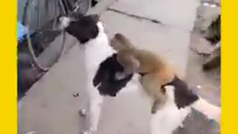 Dog and monkey funny videos