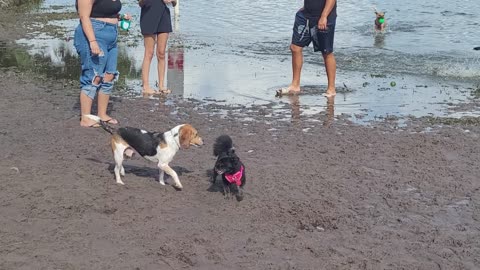 Bert at Lake Baldwin Dog Park