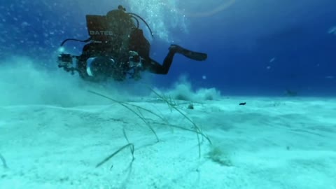 360° Great Hammerhead Shark Encounter | National Geographic