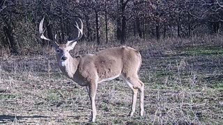 3627 acres The Craft Ranch (2400 acres under high fence) For Sale Duncan OK Game pictures