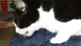 Cat catches Moth (part 2) And eats it!