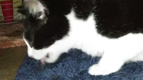 Cat catches Moth (part 2) And eats it!