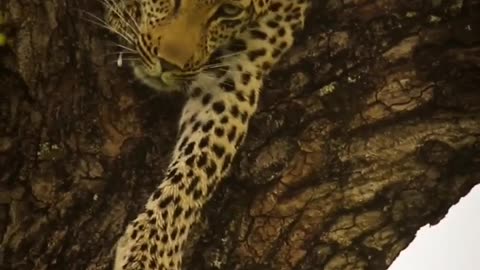 Leopard Sounds Like A Saw