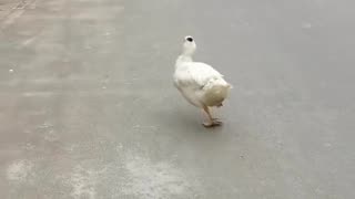 Dancing Duck