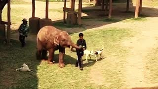 Baby elephant chases down man for watermelon