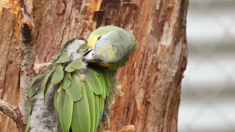 parrot sitting on tree