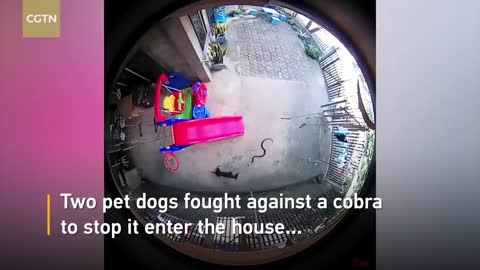 HEROIC DOG SACRIFICES HIS OWN LIFE TO SAVE A SLEEPING BABY FROM A COBRA