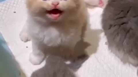 cute kitten meowing