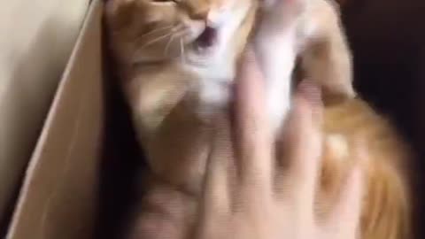 Women playing with cute cat
