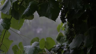 Rain Sounds for Sleep