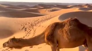 Dromedary technique for climbing dunes 🐪