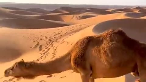 Dromedary technique for climbing dunes 🐪