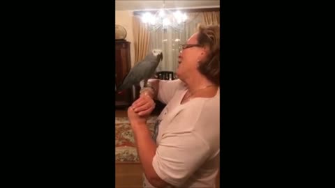 Meeting a parrot after a vacation