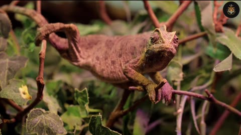 Spectacular collection of different types of reptiles species lizard,gecko chameleon #youtube#shorts
