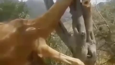 Hurted Camel Video