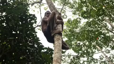 FEET EVOLVED TO CLIMB TREES IN THE JUNGLE