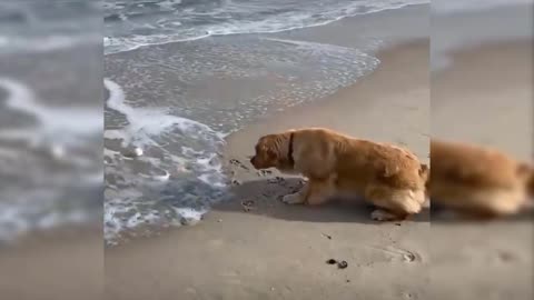 The dog’s fear of sea waves
