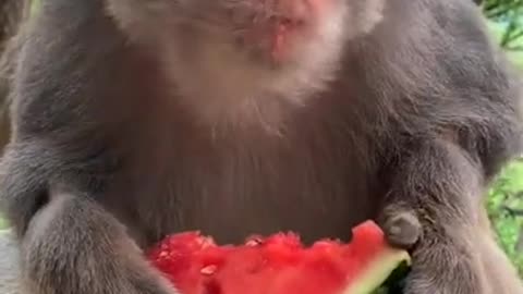 Monkey and watermelon