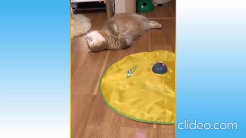 funny#shorts awesome cute dogs& funny cats compilation #1
