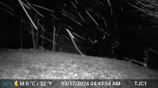 Raccoon: Spooked by Wind?