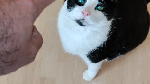 Rob Wolchek The Cat Sitting On Hind Feet To Eat Yogurt, Dbn, MI, 9/2/23