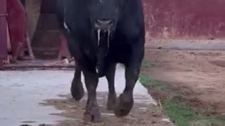 impressive bull, the best bulls in Spain