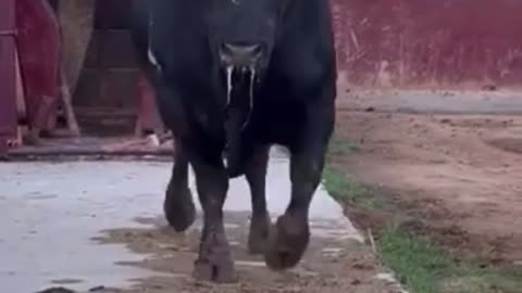 impressive bull, the best bulls in Spain