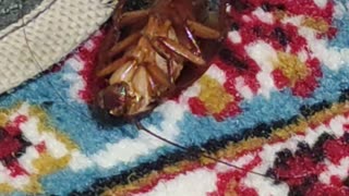 Unexpected Encounter: Giant Cockroach Crawls on My Face While Sleeping!