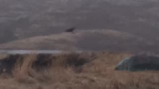 Crow glimpse glider