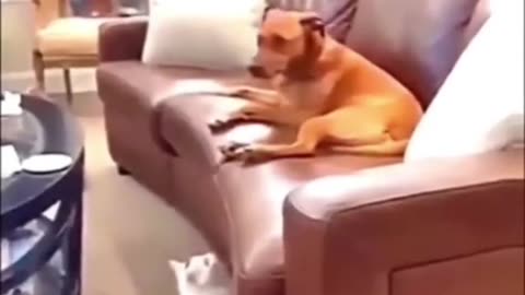 Funny cat and dog video🤩🤩❤️