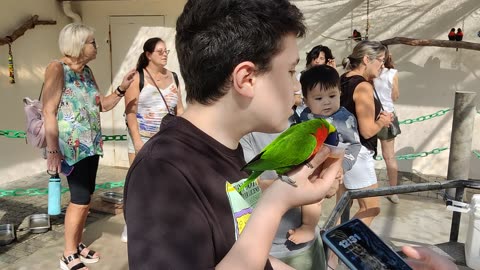Spencer feeding parrots VID_20231227_123108