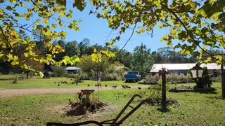 Autumn afternoon in Andalusia Alabama. On the farm.