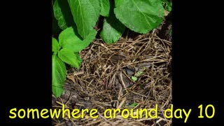 Baby bunnies in the garden